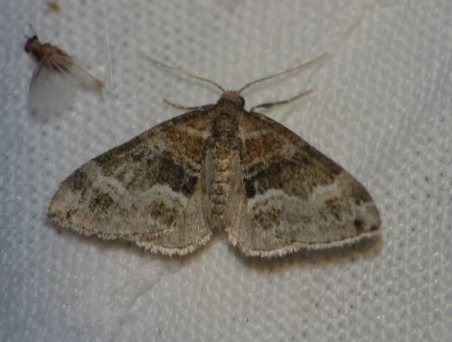 Perizoma bifaciata